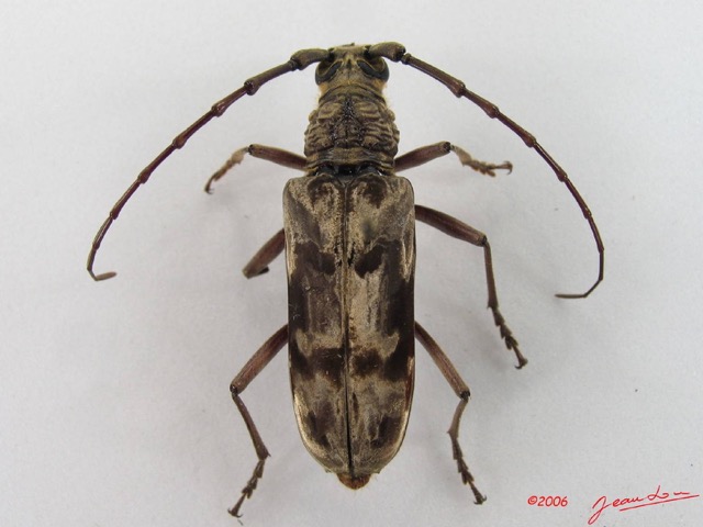 003 Coleoptere (FD) Cerambycidae Pachydissus sp IMG_4355WTMK.JPG