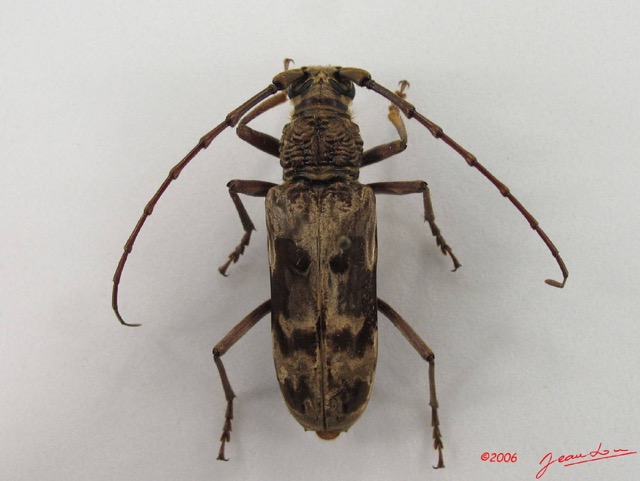 005 Coleoptere (FD) Cerambycidae Pachydissus sp IMG_4420WTMK.JPG