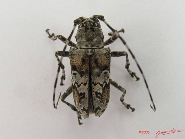 006 Coleoptere (FD) Cerambycidae Ancylonotus tribulus IMG_4475WTMK.JPG