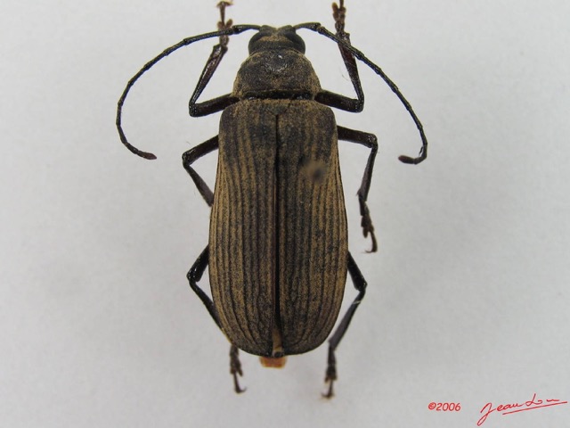 007 Coleoptere (FD) Cerambycidae IMG_4586WTMK.JPG