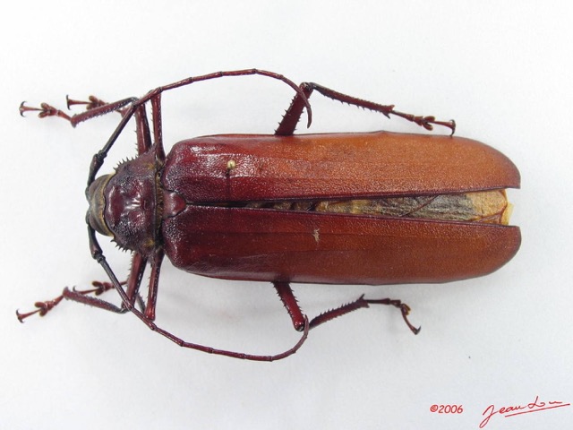 012 Coleoptere (FD) Cerambycidae Macrotoma serripes IMG_5135WTMK_1.JPG