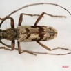 014 Coleoptere (FD) Cerambycidae Pachydissus sp IMG_4048WTMK.JPG