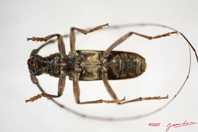 015 Coleoptere (FV) Cerambycidae Pachydissus sp IMG_4052WTMK.JPG