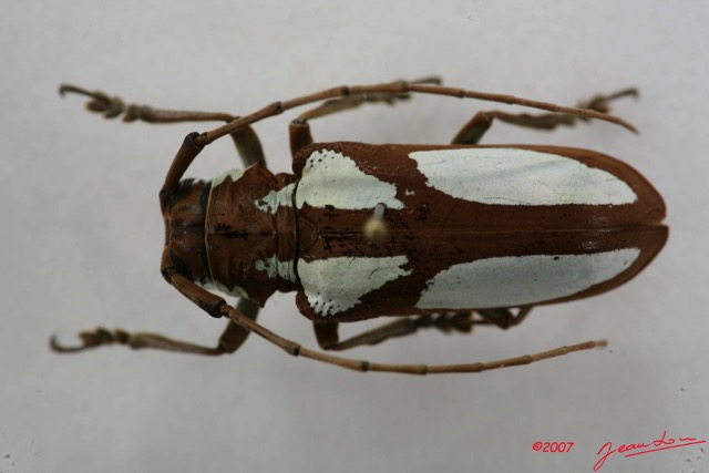 018 Coleoptere (FD) Cerambycidae Prosopocera lactator IMG_5039WTMK.JPG