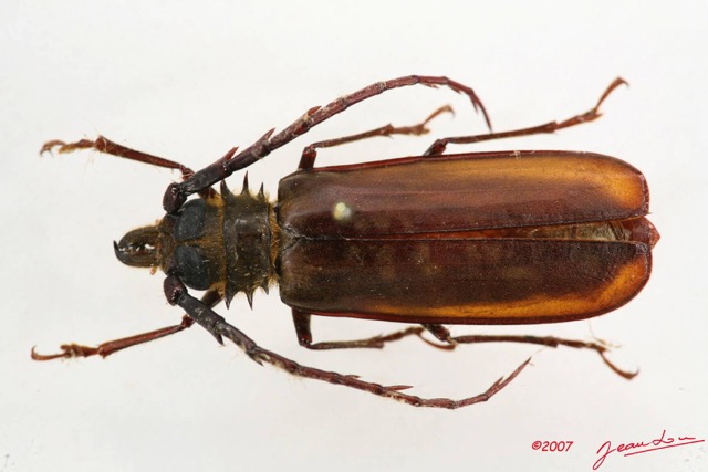 024 Coleoptere (FD) Cerambycidae Ceratocentrus spinicornis m 7IMG_6499WTMK.JPG