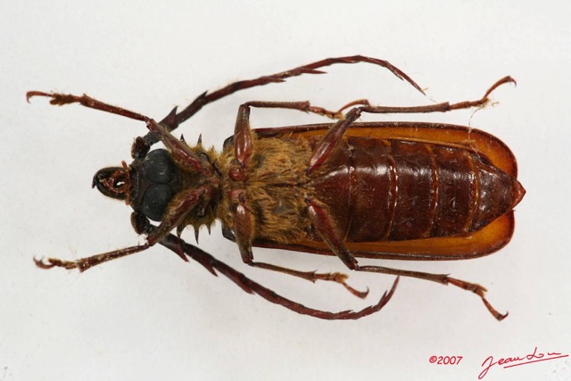 025 Coleoptere (FV) Cerambycidae Ceratocentrus spinicornis m 7IMG_6501WTMK.JPG