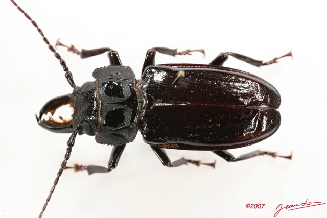 026 Coleoptere (FD) Cerambycidae Mallodon downesi m 7IMG_6558WTMK.JPG