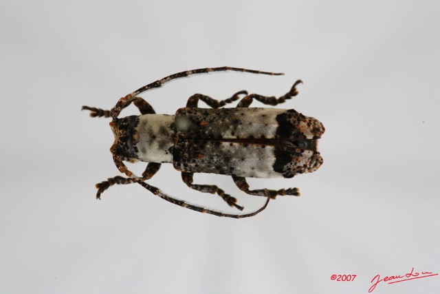 030 Coleoptere (FD) Cerambycidae Sthenias cylindrator 7IMG_8540WTMK.JPG