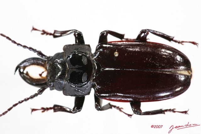 032 Coleoptere (FD) Cerambycidae Mallodon downesi m 7IMG_8607WTMK.JPG