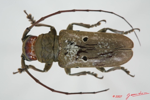 034 Coleoptere (FD) Cerambycidae Prosopocera sp 7EIMG_9023WTMK.JPG