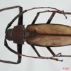 036 Coleoptere (FD) Cerambycidae Tersec ergatoides 7EIMG_0128WTMK.JPG