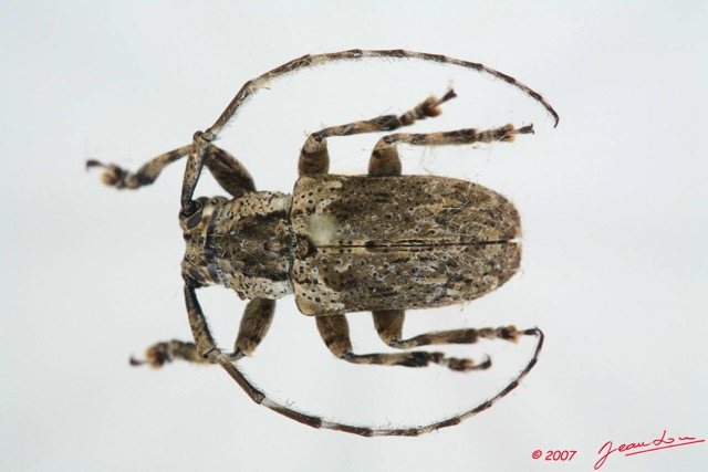 042 Coleoptere (FD) Cerambycidae Coptops sp 7EIMG_9987WTMK.JPG