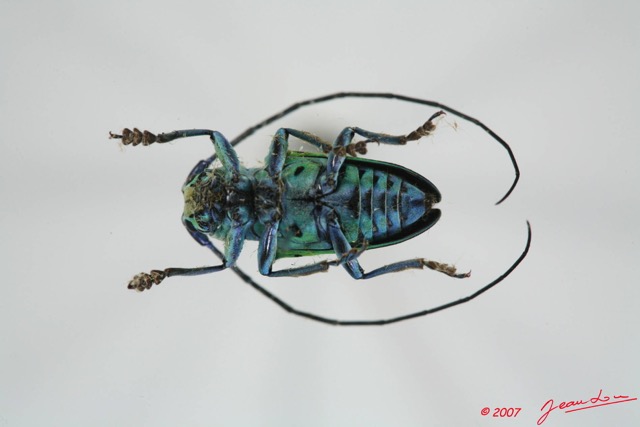 045 Coleoptere (FV) Cerambycidae Sternotomis callais 7EIMG_1002WTMK.JPG