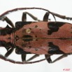 052 Coleoptere (FD) Cerambycidae ceroplesis sp 7EIMG_2360WTMK.JPG