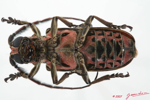 053 Coleoptere (FV) Cerambycidae ceroplesis sp 7EIMG_2364WTMK.JPG