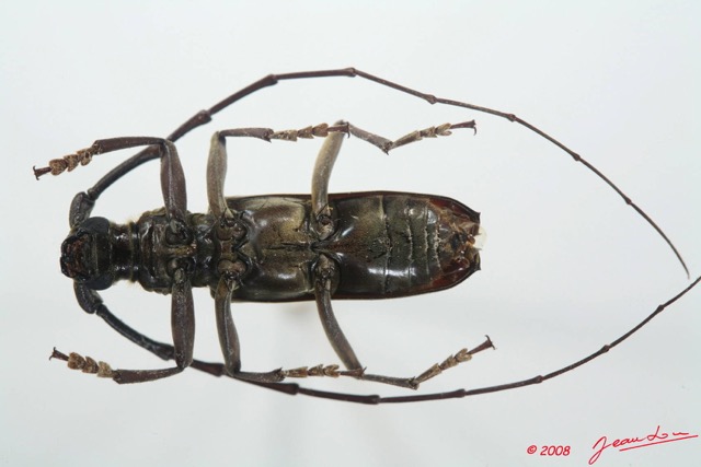 055 Coleoptere (FV) Cerambycidae Pachydissus sp 8EIMG_4171WTMK.JPG