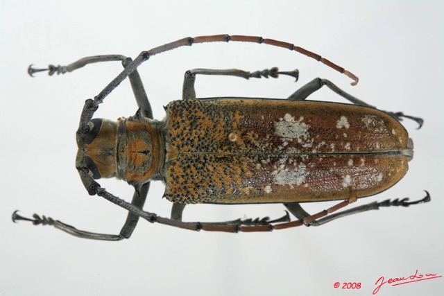 062 Coleoptere (FD) Cerambycidae Batocera wyliei f 8EIMG_17621WTMK.JPG