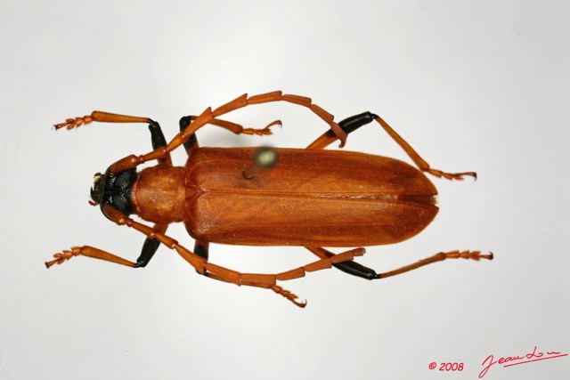 064 Coleoptere (FD) Cerambycidae Paroeme sp 8EIMG_20513WTMK.JPG