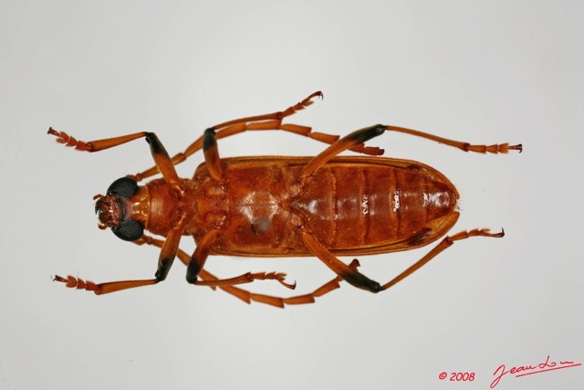 065 Coleoptere (FV) Cerambycidae Paroeme sp 8EIMG_20516WTMK.JPG