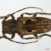068 Coleoptere (FD) Cerambycidae Prosopocera sp 8EIMG_20562WTMK.JPG