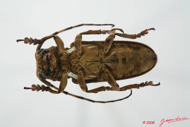 069 Coleoptere (FV) Cerambycidae Prosopocera sp 8EIMG_20565WTMK.JPG