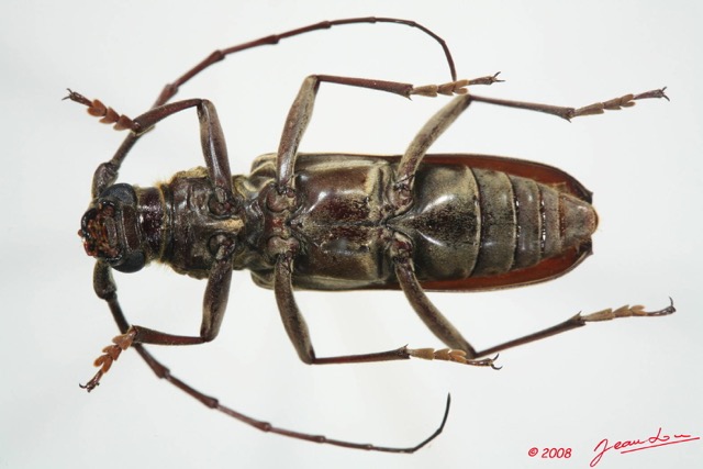 071 Coleoptere (FV) Cerambycidae Pachydissus sp f 8EIMG_24490WTMK.JPG