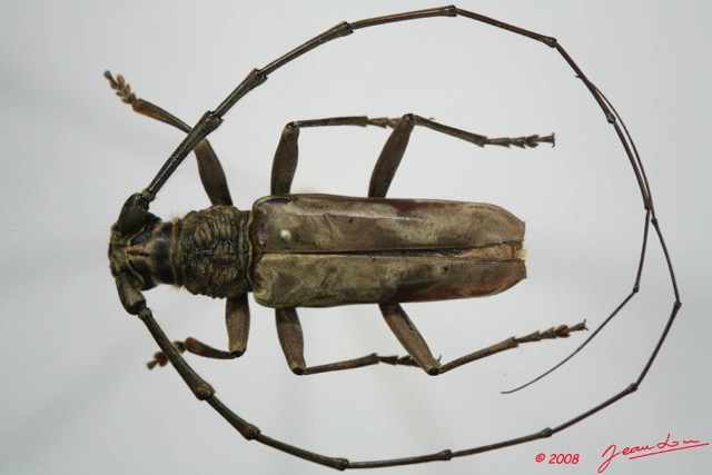 074 Coleoptere (FD) Cerambycidae Pachydissus sp m 8EIMG_24501WTMK.JPG