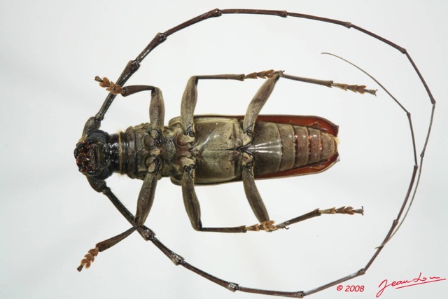 075 Coleoptere (FV) Cerambycidae Pachydissus sp m 8EIMG_24509WTMK.JPG