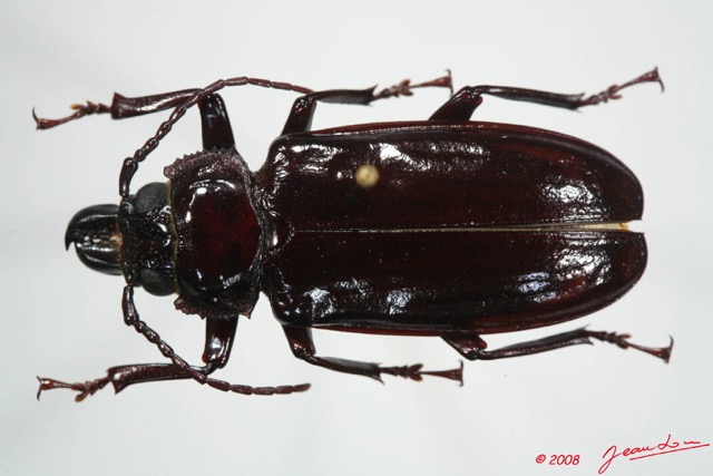 076 Coleoptere (FD) Cerambycidae Mallodon downesi f 8EIMG_24549WTMK.JPG