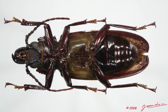 077 Coleoptere (FV) Cerambycidae Mallodon downesi f 8EIMG_24554WTMK.JPG