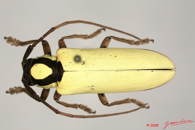 078 Coleoptere (FD) Cerambycidae Prosopocera lucia 8EIMG_26091 1WTMK.jpg