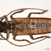 079 Coleoptere (FV) Cerambycidae Prosopocera lucia 8EIMG_26092 1WTMK.jpg