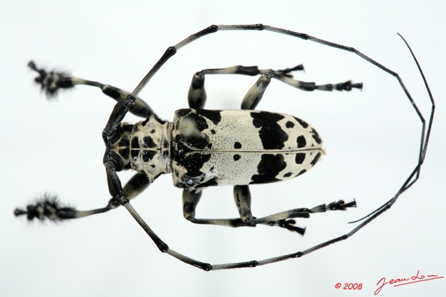 082 Coleoptere (FD) Cerambycidae Lasiopezus sordidus m 8EIMG_26098 1WTMK.jpg