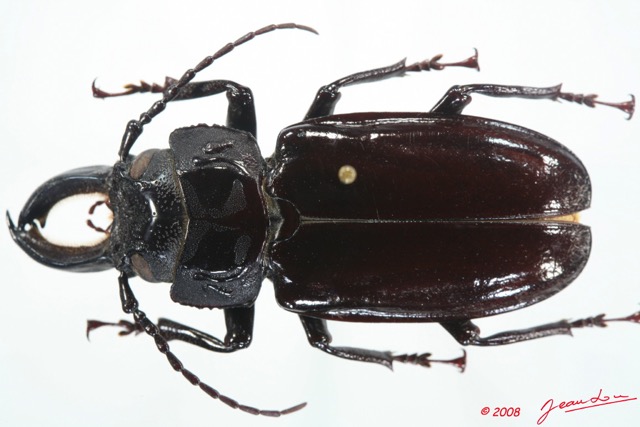 084 Coleoptere (FD) Cerambycidae Mallodon downesi m 8EIMG_26206WTMK.jpg