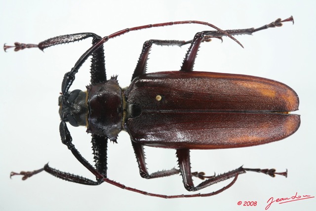 086 Coleoptere (FD) Cerambycidae Macrotoma serripes f 8EIMG_26284WTMK.jpg