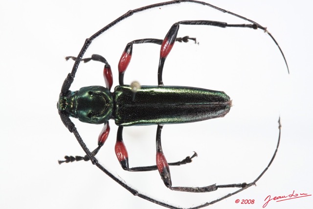 088 Coleoptere (FD) Cerambycidae Callichromatini sp 8E50IMG_30241WTMK.jpg