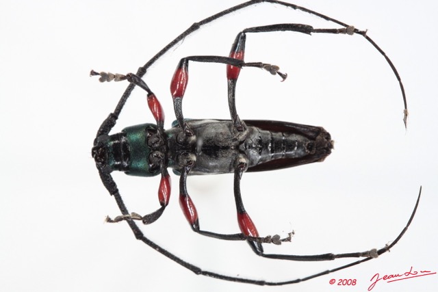 089 Coleoptere (FV) Cerambycidae Callichromatini sp 8E50IMG_30244WTMK.jpg