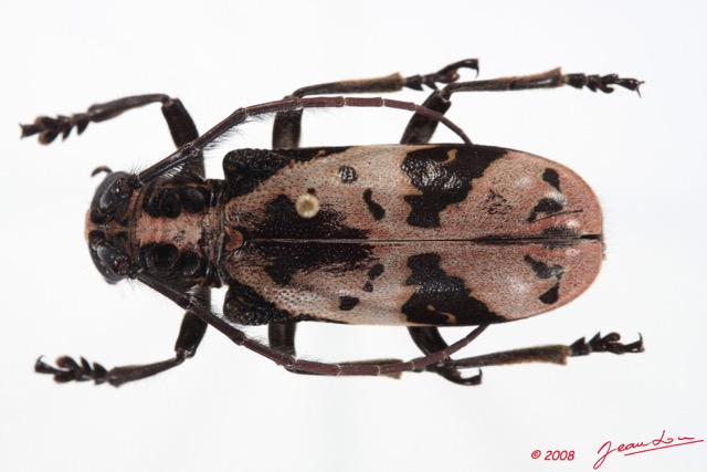 090 Coleoptere (FD) Cerambycidae Ceroplesis sp 8E50IMG_30266WTMK.jpg