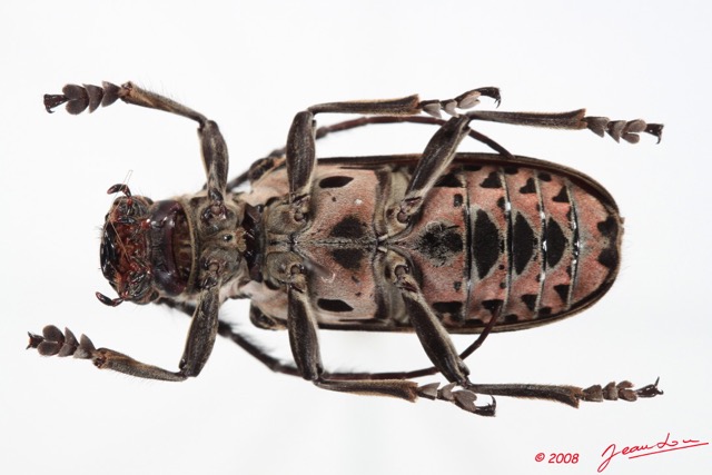 091 Coleoptere (FV) Cerambycidae Ceroplesis sp 8E50IMG_30272WTMK.jpg