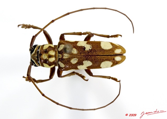 092 Coleoptere 33a (FD) Cerambycidae 9E5K2IMG_54257wtmk.jpg