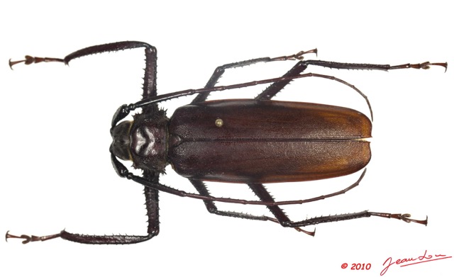 098 Coleoptere 39d (FD) Cerambycidae Macrotoma gracilipes 10E5K2IMG_59429wtmk.jpg