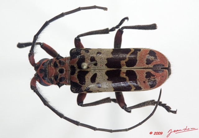 003 Coleoptere 33c (FD) Cerambycidae 9E5K2IMG_54290wtmk.jpg