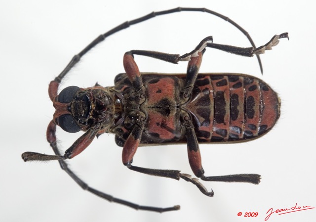 004 Coleoptere 33c (FV) Cerambycidae 9E5K2IMG_54292wtmk.jpg