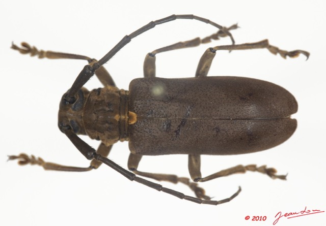009 Coleoptere 35b (FD) Cerambycidae 9E5K2IMG_57070wtmk.jpg