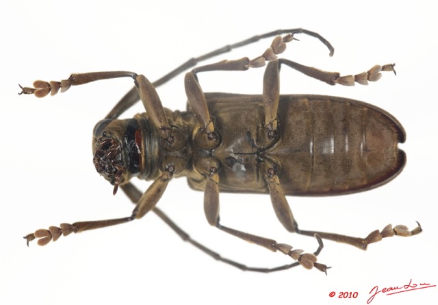 010 Coleoptere 35b (FV) Cerambycidae 9E5K2IMG_57071wtmk.jpg