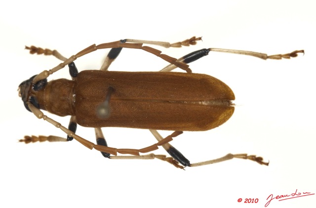 011 Coleoptere 37c (FD) Cerambicidae 10E5K2IMG_59397wtmk.jpg