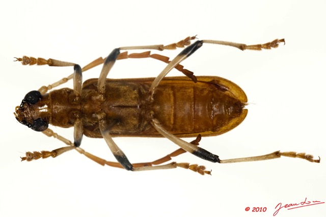 012 Coleoptere 37c (FV) Cerambicidae 10E5K2IMG_59398wtmk.jpg