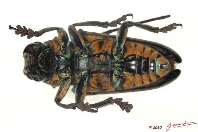 016 Coleoptere 38a (FV) Cerambycidae Sternotomis sp 10E5K2IMG_59404wtmk.jpg
