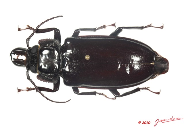 021 Coleoptere 39b (FD) Cerambycidae Stenodontes downesi f 10E5K2IMG_59424wtmk.jpg