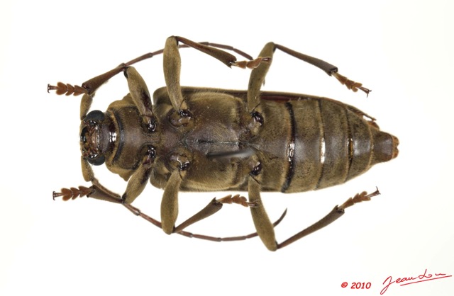 026 Coleoptere 42d (FV) Cerambycidae 10E5K2IMG_64225wtmk.jpg